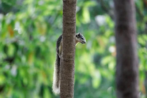 Squirrel climbing and perching on tree trunk in forest park Stock Photos