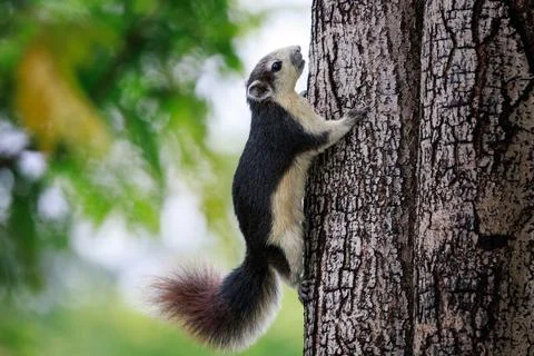 Squirrel climbing and perching on tree trunk in green city park Stock Photos