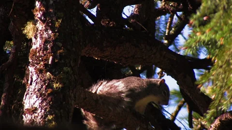 SQUIRREL CLIMBING AROUND PINE TREE IN EVENING Stock Footage 53282244