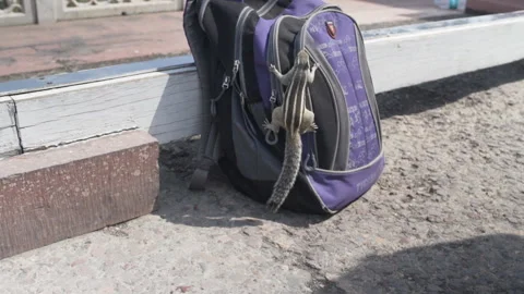 Squirrel climbing a bag Stock Footage 267895200