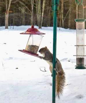 Squirrel Climbing Bird Feed Stock Photos