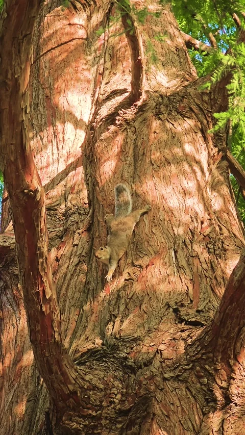 Squirrel climbing down massive tree trunk in forest sunlight Stock Footage 323604955