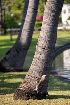 Squirrel climbing down palm tree trunk Foto stock