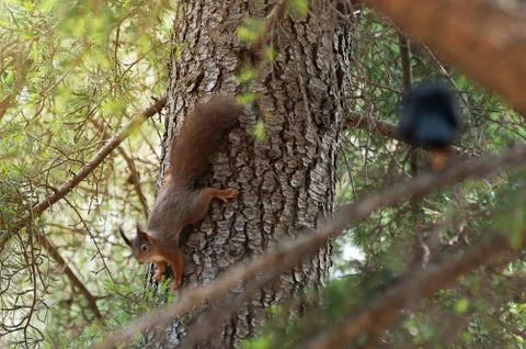 Squirrel climbing down the pine tree in the park Stock Photos