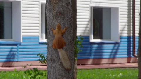 Squirrel is climbing down a tree Stock Footage 133153132