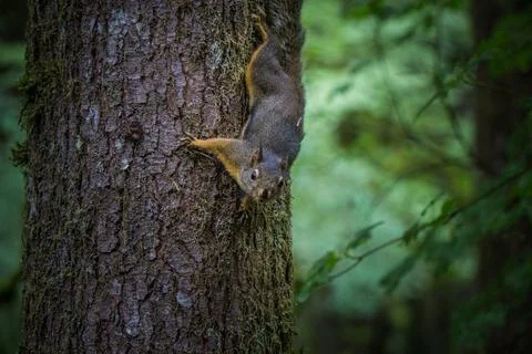 Squirrel climbing down a tree in a forest Stock Photos