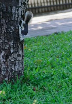 Squirrel climbing down from the tree Stock Photos