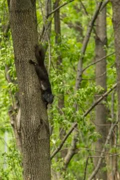 Squirrel Climbing Down Tree Stock Photos