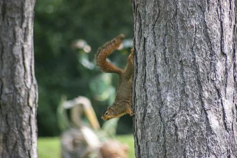 Squirrel climbing down a tree Stock Photos