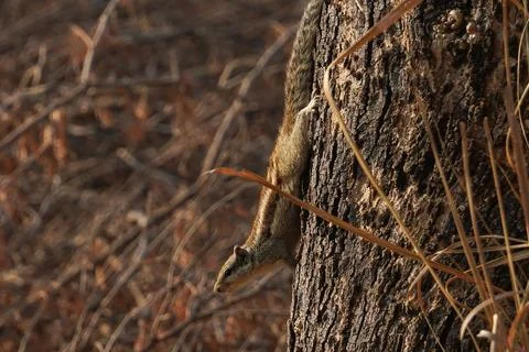 A squirrel in climbing down from a tree Stock-Fotos