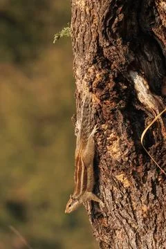 A squirrel in climbing down from a tree Stock Photos