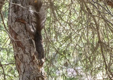 Squirrel climbing down a tree Stock Photos