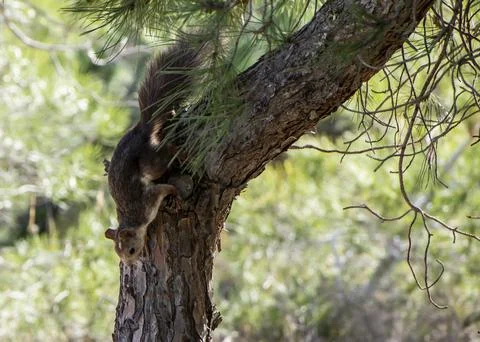 Squirrel climbing down a tree 스톡 사진