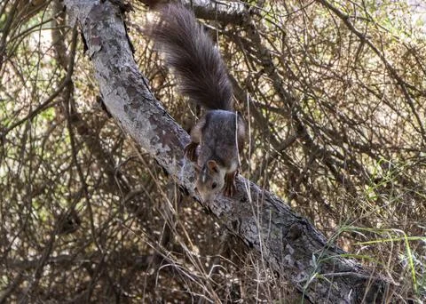 Squirrel climbing down a tree Stock Photos