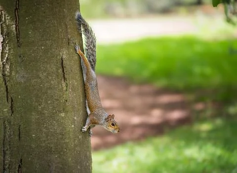 Squirrel climbing down a tree in a sunny park during daylight hours Stock Photos