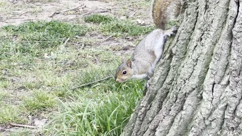 Squirrel climbing down tree trunk detail Vídeos de archivo 335540819