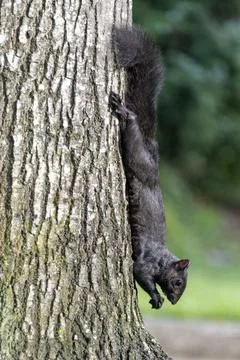 Squirrel climbing down a tree trunk with its tail hanging low in a backyard.. Stock Photos