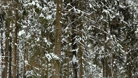 A squirrel climbing down a tree in winter in snowy weather Stock Footage 258762467