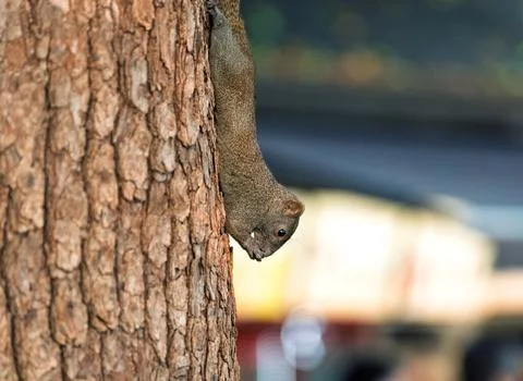 A squirrel is climbing down the trunk of a large tree in a park. Stock Photos