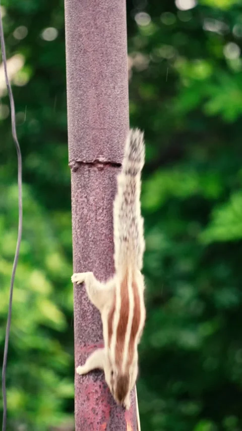 Squirrel Climbing on Electric Pole  Urban Wildlife Scene Stock Footage 318617542