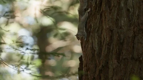 Squirrel Climbing a Giant Redwood Tree in the Forest Vidéo 331108535