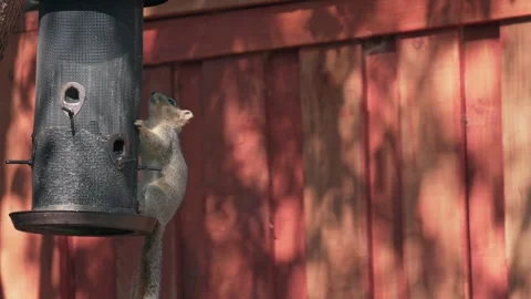 Squirrel climbing a metal bird feeder against a wooden fence Stock Footage 344628490