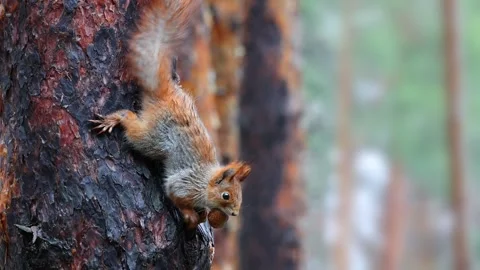 Squirrel Climbing Near A Tree Trunk Stock Footage 337188892
