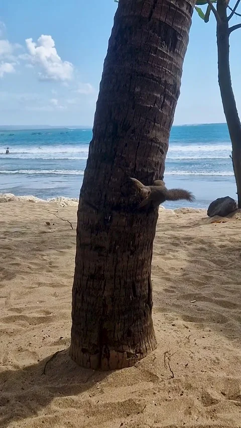 Squirrel Climbing Palm Tree on Sunny Beach Stock Footage 318252898