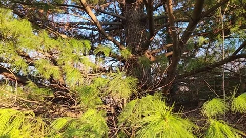 Squirrel climbing pine tree trunk, evergreen needles swaying in breeze Stock Footage 330449609