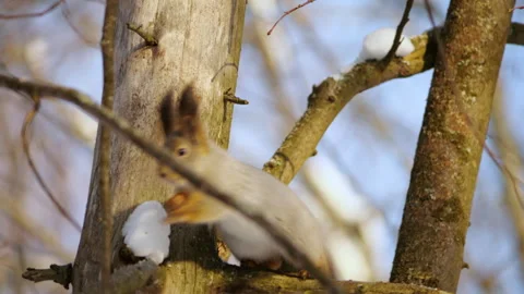 Squirrel Climbing Snowy Tree in Winter Forest Stock Footage 303628974