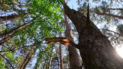 Squirrel climbing tall tree in green forest light Stock Footage 316569033