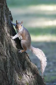 Squirrel climbing a tree and looking to the camera Stock Photos