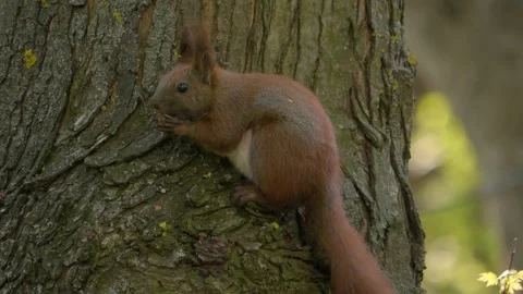 A Squirrel Climbing on Tree Bark in its Natural Habitat, Observed in the Wild Stock Footage 313286382