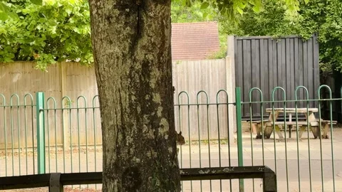 Squirrel climbing tree beside fenced picnic area in Hampshire park with leafy Stock Footage 343898614