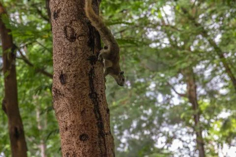Squirrel climbing tree with blur background Stock Photos