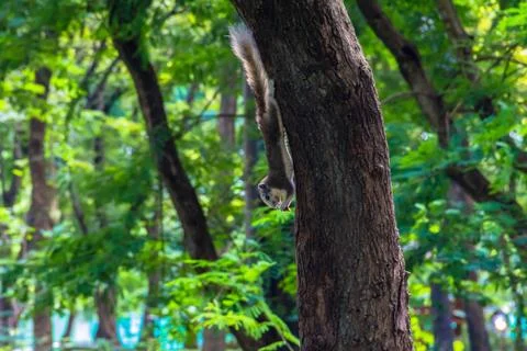 Squirrel climbing tree with blur background Stock Photos