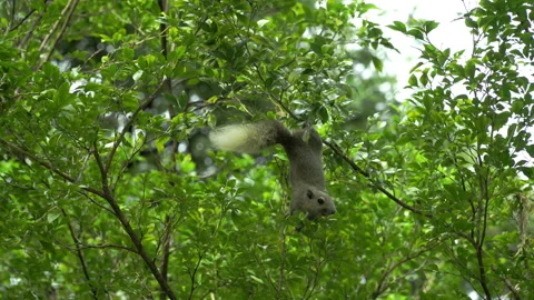Squirrel is climbing tree branches looking for seeds to eat in a park. Stock Footage 294823252