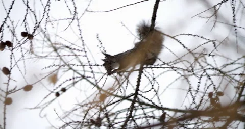 Squirrel climbing tree branches in slow motion showcases quick and graceful Stock Footage 290454933
