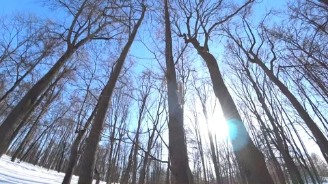 Squirrel climbing on a tree in the city forest Stock Footage 87266743