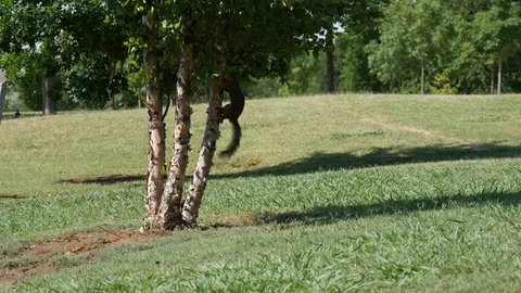 Squirrel climbing up a tree Stock Footage 90208268