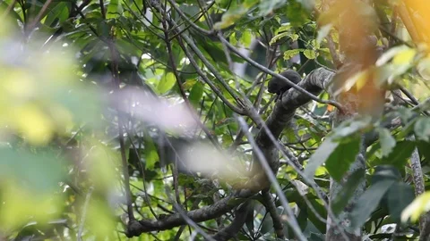 A squirrel climbing a tree Video stock 108478102