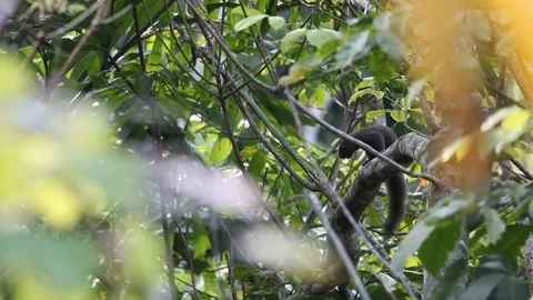 A squirrel climbing a tree Video stock 108478106