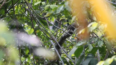 A squirrel climbing a tree Video stock 108478109