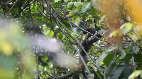 A squirrel climbing a tree Video stock 108478114
