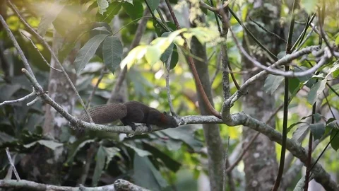 A squirrel climbing a tree Video stock 108478132
