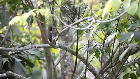 A squirrel climbing a tree Video stock 108478134