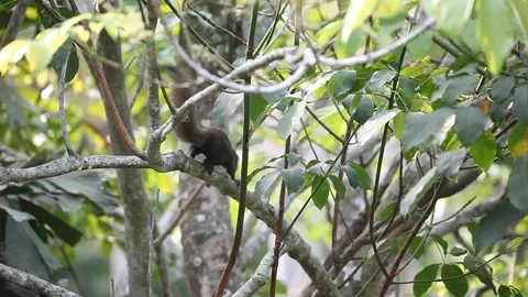 A squirrel climbing a tree Video stock 108478142