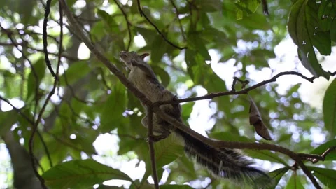 Squirrel Climbing the tree Stock Footage 136713767