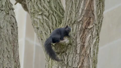 Squirrel climbing tree Stock Footage 299859354