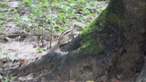 A squirrel is climbing up on the tree Stock Footage 314572354